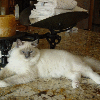 blue point mitted
