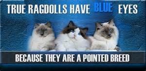 True Ragdolls have Blue Eyes