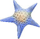 bluestarfish