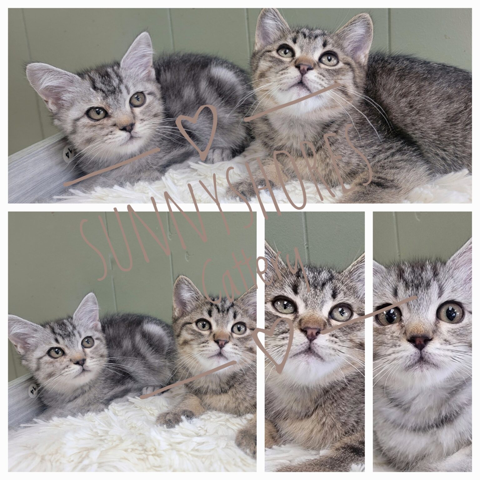 Ragdoll Kittens for Sale Florida Sunny Shores